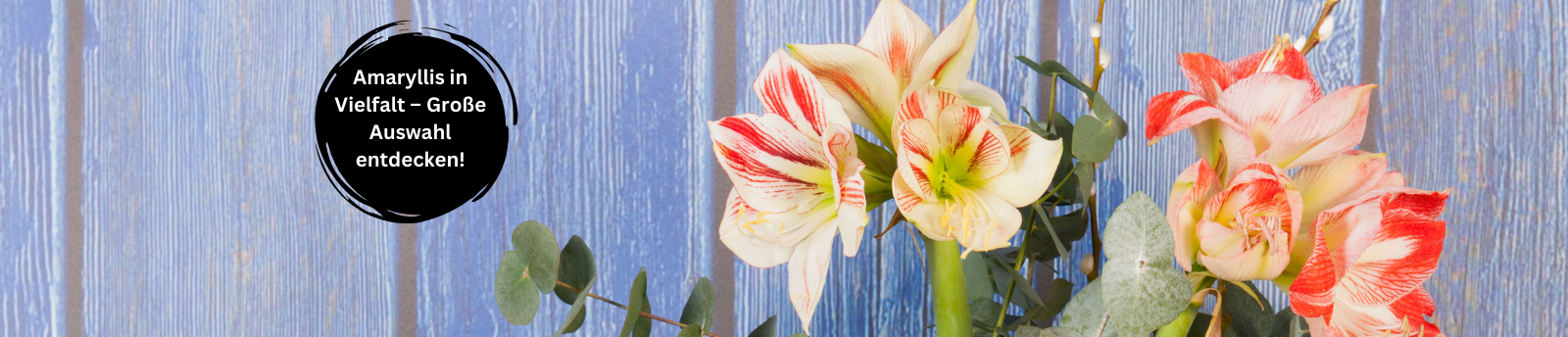 Blühende Eleganz – Amaryllis-Kollektion